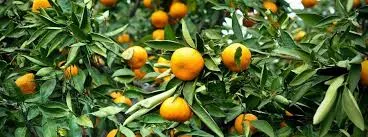 Imagem ilustrativa da imagem Secretaria de Agricultura promove encontro rota da laranja