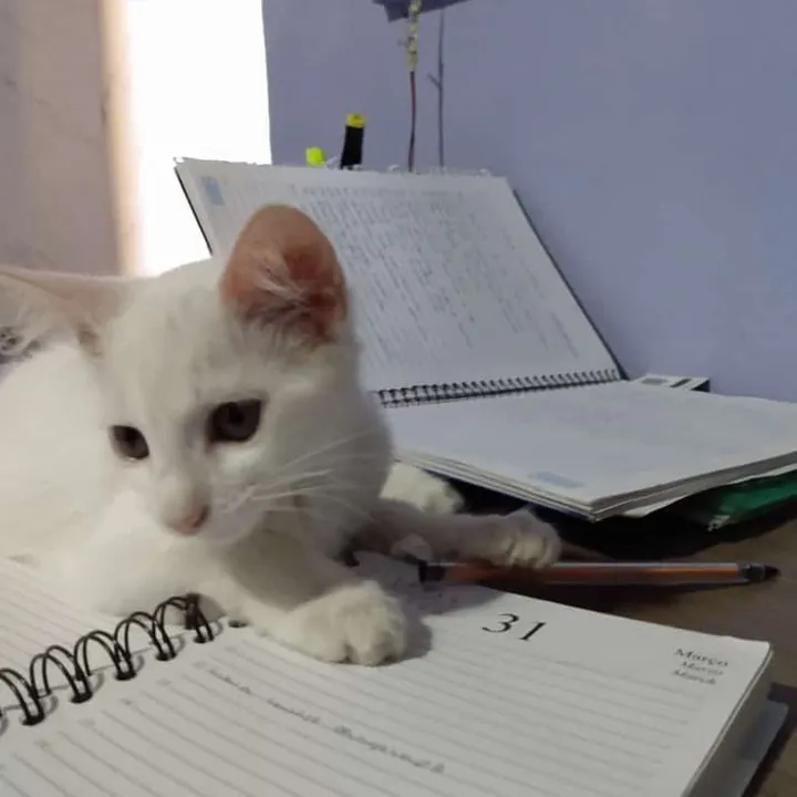  O felino foi encontrado e está no seu lar