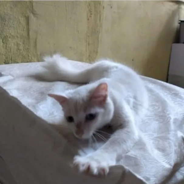 Irmão gêmeo do Thor, felino desaparecido 