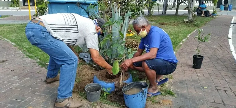 Fragoso planta o primeiro ipê branco na Praça do Moinho com ajuda de um morador.