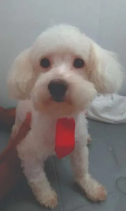O cachorro Nick
