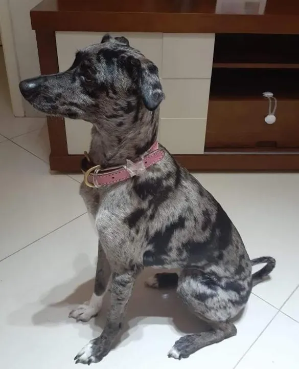 Amora é muito dócil 