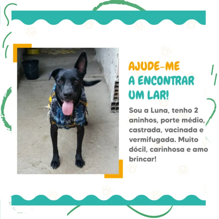 Desta vez, 20 cães e gatos que sofreram maus tratos ou que foram abandonados estarão disponíveis para adoção