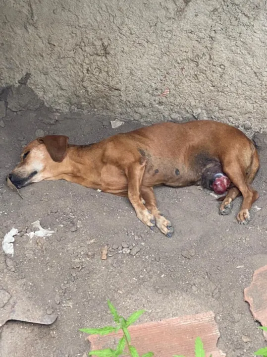 Imagem ilustrativa da imagem Gonçalenses resgatam cadela com tumor e buscam ajuda para tratamento