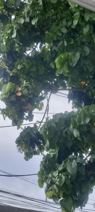 Moradores se preocupam com galhos de árvore sobre rede elétrica de rua no Gradim