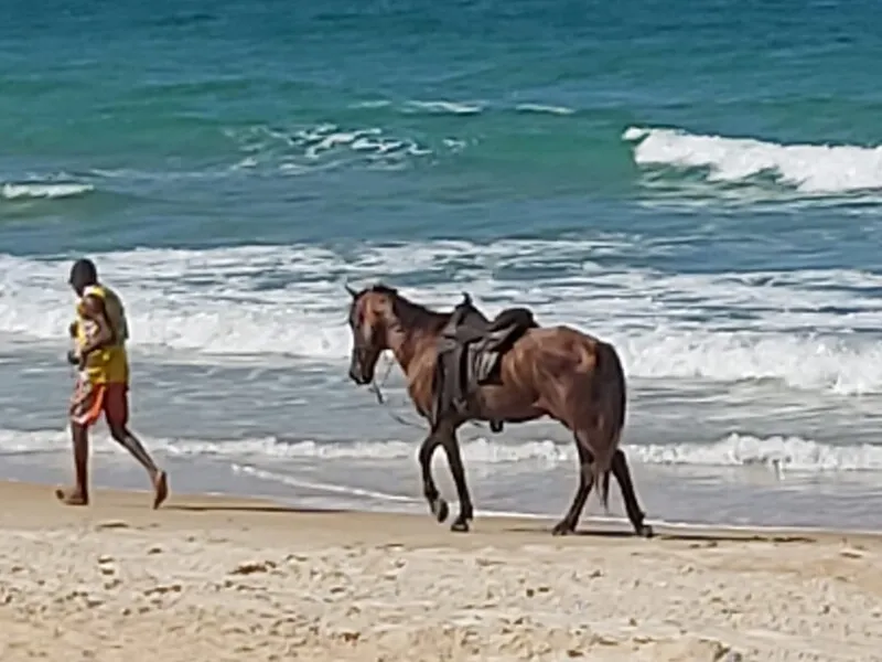 Os cavalos foram vistos no local neste fim de semana