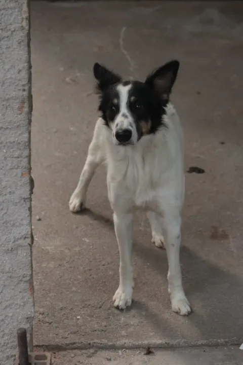 Parentes foram no local, recolheram os pertences do idoso, mas deixaram o cão na casa