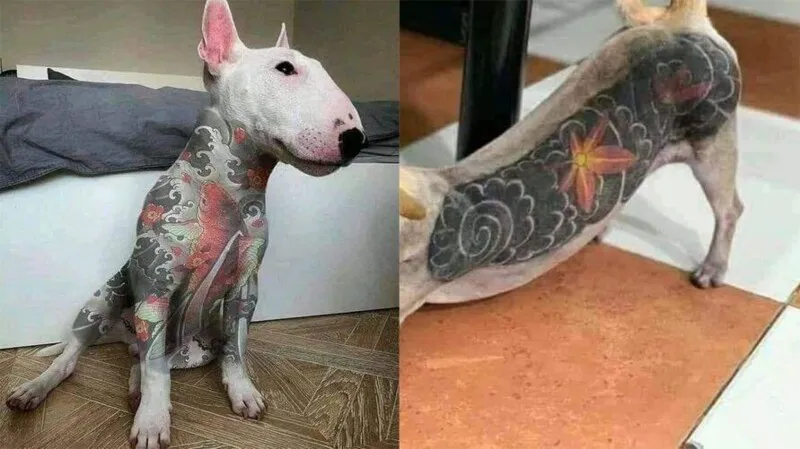 A lei vale para animais domésticos e silvestres