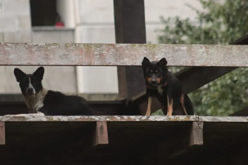 Animais estão abandonados no local há mais de um ano