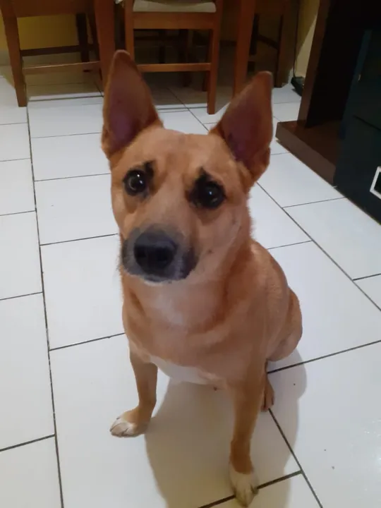 Família busca cão desaparecido 
