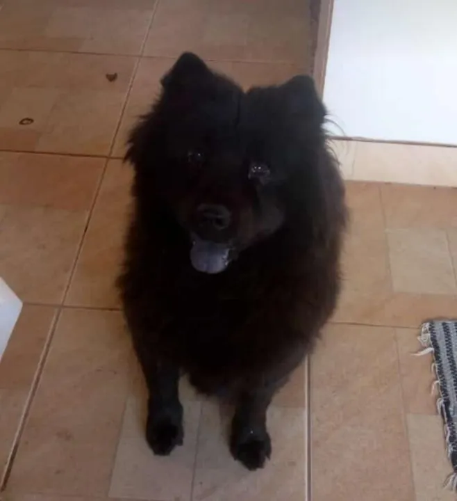 O animal tem 8 anos 