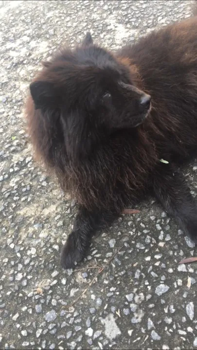 Pretinha foi encontrada no Coelho