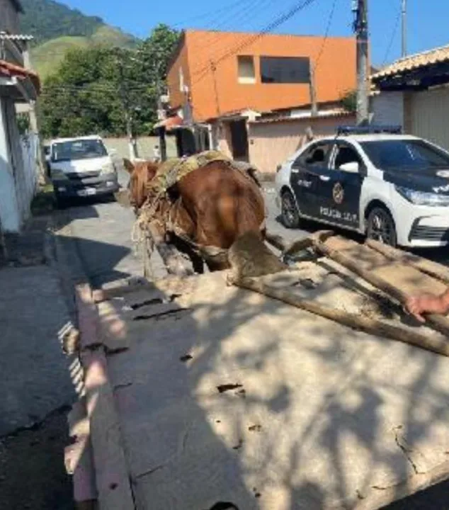 O cavalo apreendido foi encaminhado para um haras da região