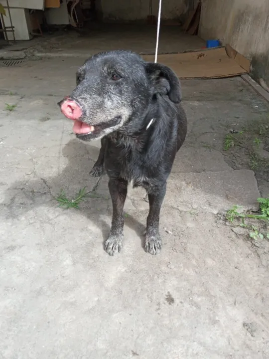 O cachorro Tião