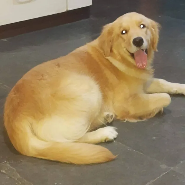 Cachorrinha é muito dócil