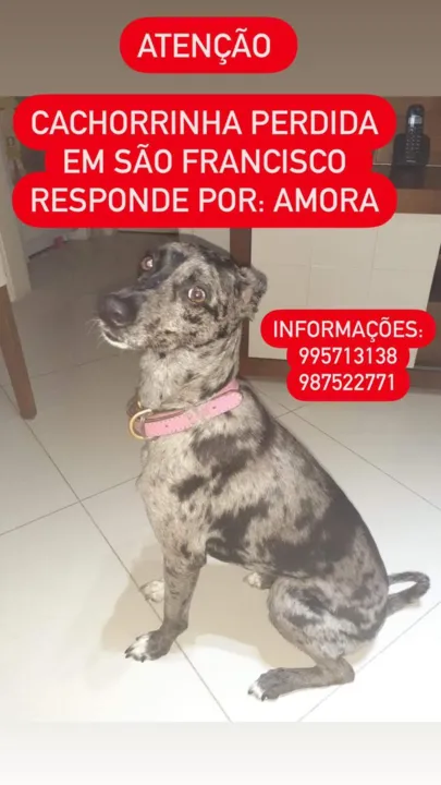 Família oferece recompensa de R$ 1000 para quem encontrar o animal