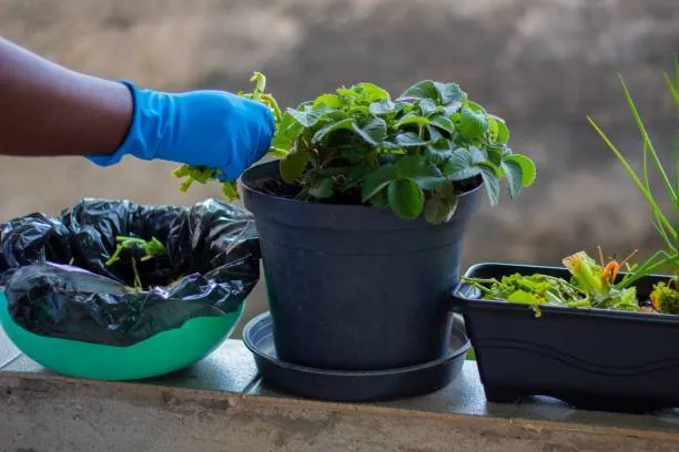  O curso de Composto Orgânico Bokashi,  no Brasil é conhecido como “fermento da vida”