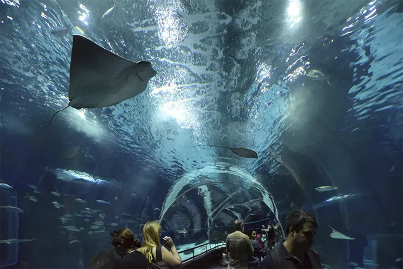 Imagem ilustrativa da imagem Mães podem visitar o AquaRio de graça durante o mês de maio; saiba como