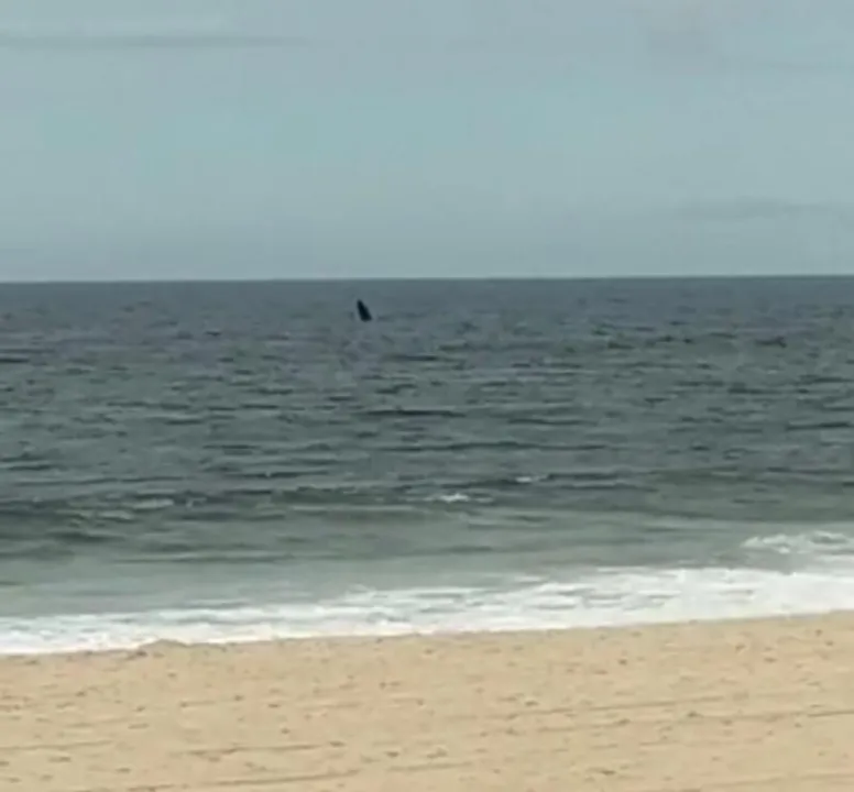 Imagem ilustrativa da imagem Veja Vídeo: Baleia surge na orla de Cordeirinho em Maricá