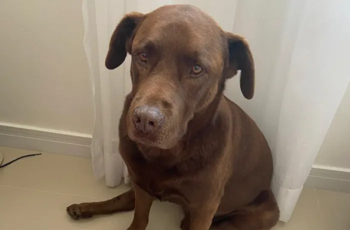 Labrador é resgatado e está de volta ao seu lar 