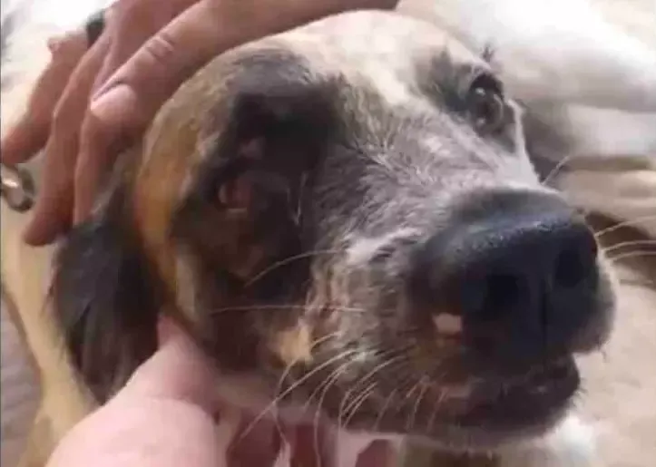 Imagem ilustrativa da imagem Cachorro “assina” com a patinha ação contra agressor