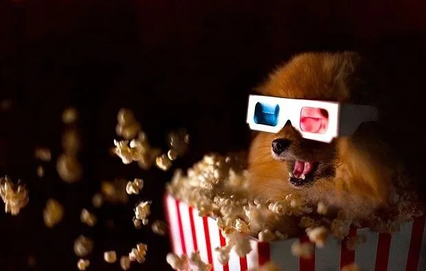 Imagem ilustrativa da imagem Cinema do Rio terá sessões 'CinePets' a partir deste sábado (16)