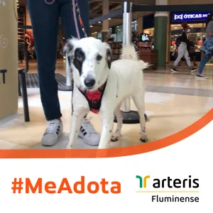 São 16 cães disponíveis para adoção no momento