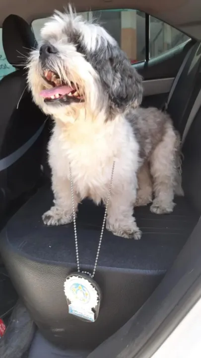 Imagem ilustrativa da imagem Cachorrinho Bob é encontrado na altura do Complexo da Salgueiro