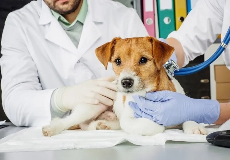 Existe inúmeras vantagens para ser realizada a castração e fornece um estilo de vida melhor para o seu cachorro 