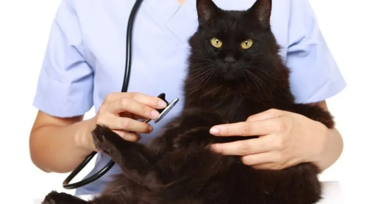 Imagem ilustrativa da imagem São Gonçalo realiza agendamento para castração de gatos machos