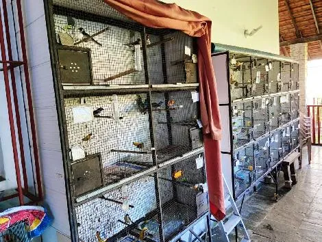 Imagem ilustrativa da imagem Polícia Civil interdita criadouro clandestino de aves silvestres em Niterói