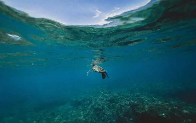 Imagem ilustrativa da imagem Organização das Nações Unidas (ONU) dá início à Década do Oceano