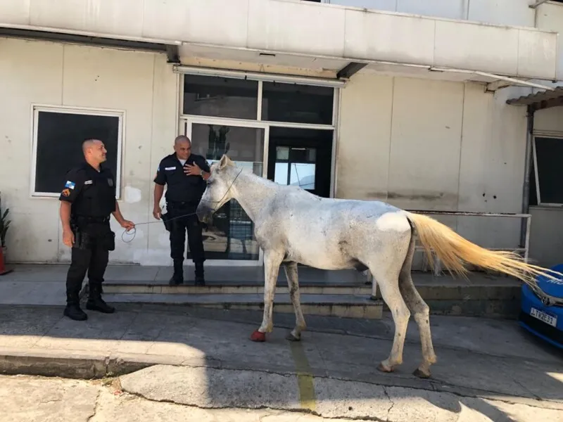 Imagem ilustrativa da imagem Policiais da UPP do Alemão salvam vida de cavalo vítima de maus-tratos