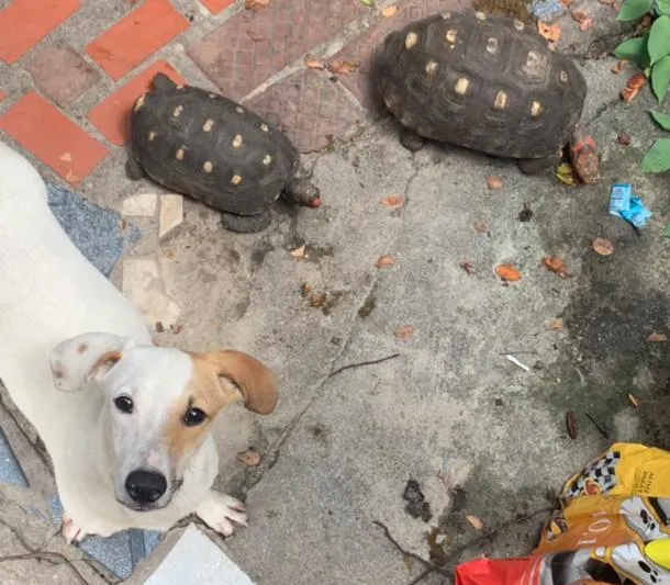 Imagem ilustrativa da imagem Ação conjunta resgata animais que sofriam maus-tratos no Rio
