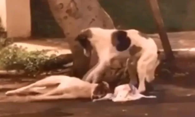 Imagem ilustrativa da imagem Cachorro atropelado é protegido por 'amigo de quatro patas' até o resgate (veja vídeo)