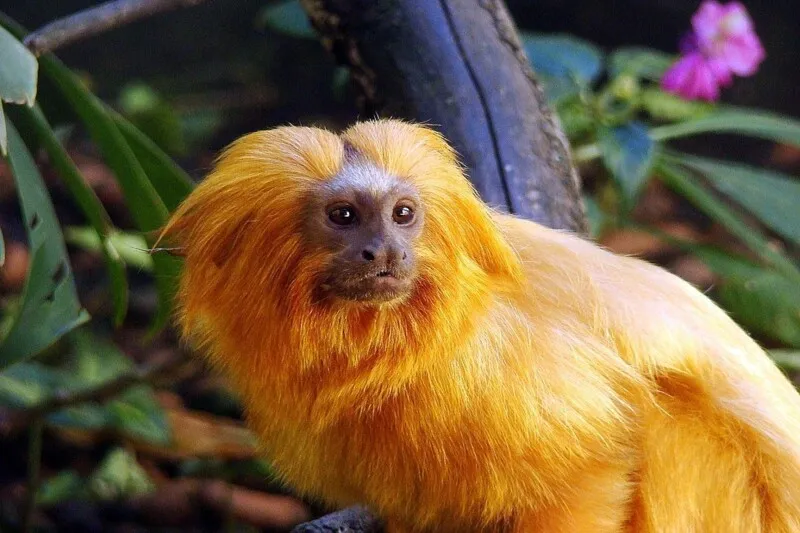 O Parque do Mico Leão-Dourado foi oficialmente criado pelo Decreto nº 2.401