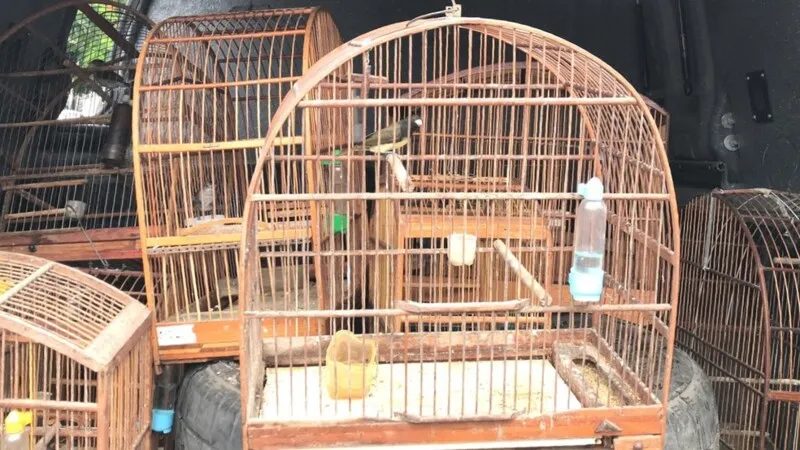 Entre os pássaros está uma espécie em extinção