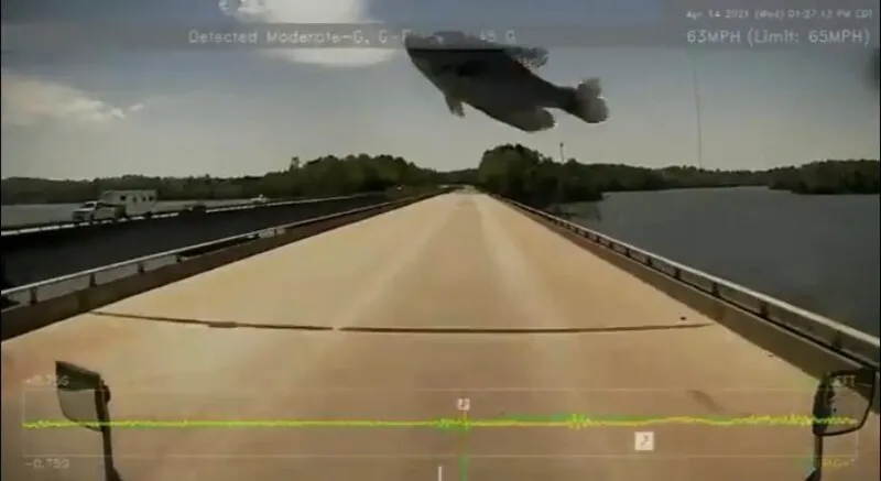 Imagem ilustrativa da imagem 'Peixe voador' surpreende motorista de caminhão (Veja Vídeo)