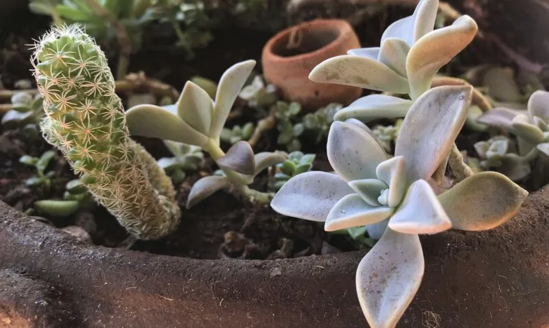 Manter plantas em casa exige cuidados simples que podem ser feitos por qualquer pessoa, sem a necessidade de contratar um profissional