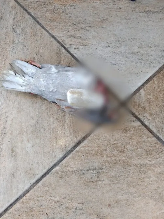 Polícia também acredita que um gato tenha matado o pombo