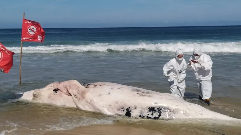 Baleia apareceu na manhã dessa quinta-feira 