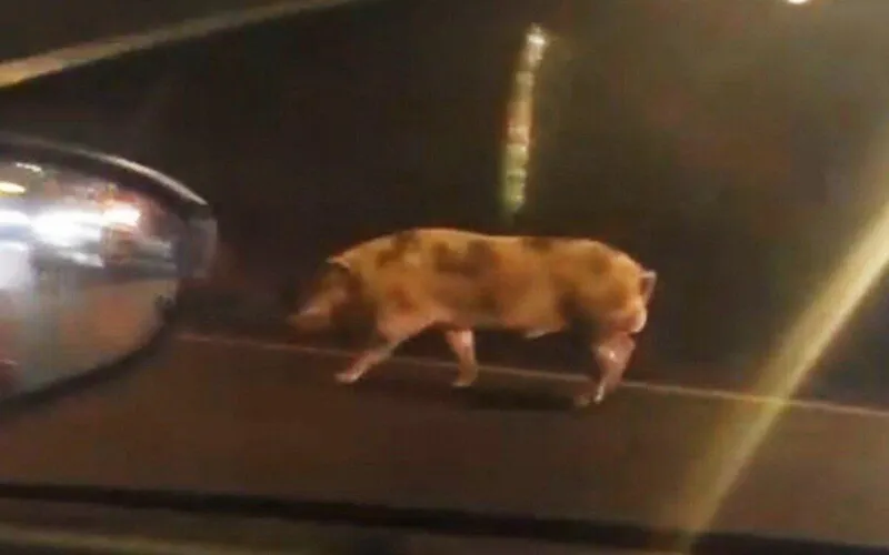 O animal foi flagrado em uma caminhada na parte da tarde desta terça-feira (20).