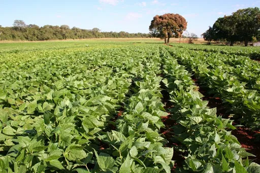 Imagem ilustrativa da imagem Prefeitura de Araruama vai realizar Recadastramento de Produtores Rurais do município