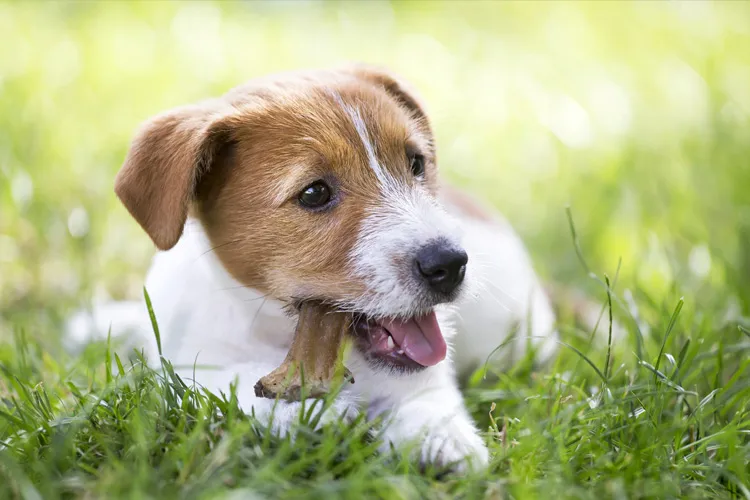 A unidade móvel contará com veterinários cirurgiões e material capaz de facilitar a castração dentro do próprio veículo