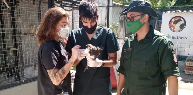 A Prefeitura de Niterói recomenda que, ao encontrar um animal silvestre, a população entre em contato com o número 153