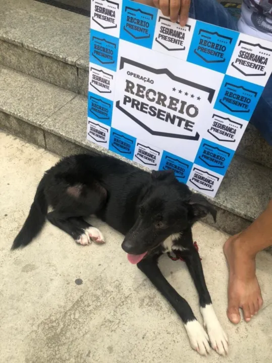 Imagem ilustrativa da imagem Mulher é presa ao tentar afogar cadela em praia no Rio
