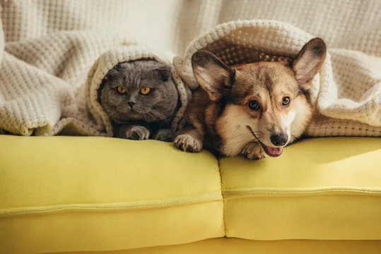 Imagem ilustrativa da imagem Março Amarelo conscientiza sobre alimentação para cães e gatos com doença renal crônica