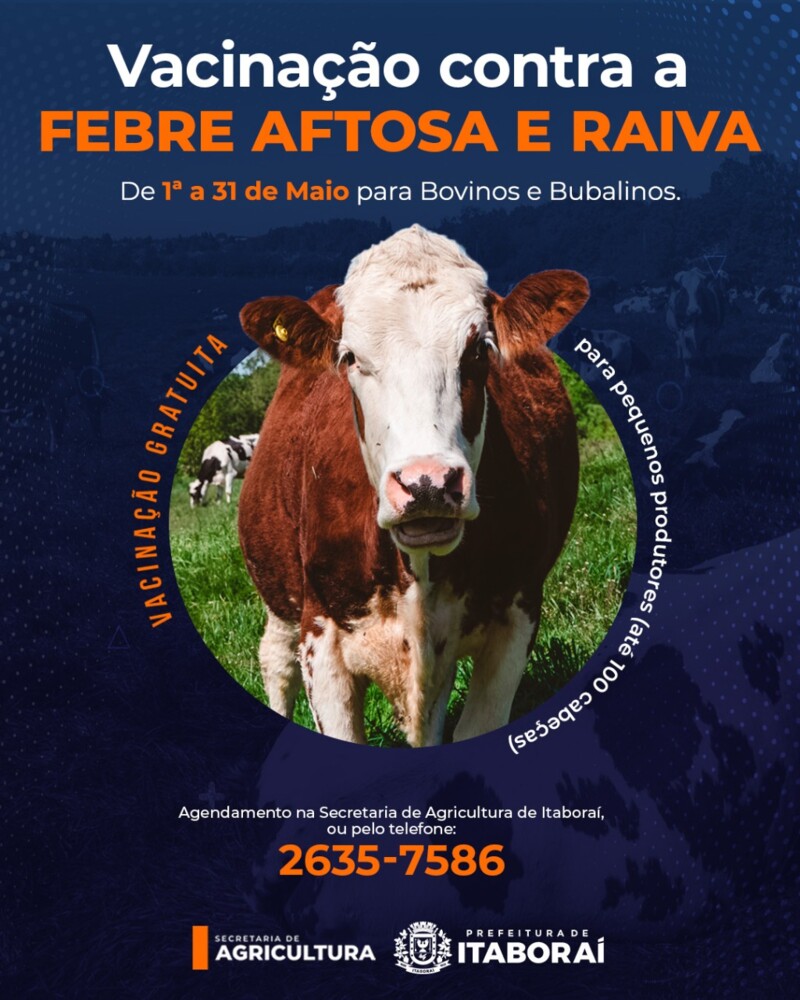 Itaboraí inicia vacinação contra Febre Aftosa e Raiva para bovinos e ...