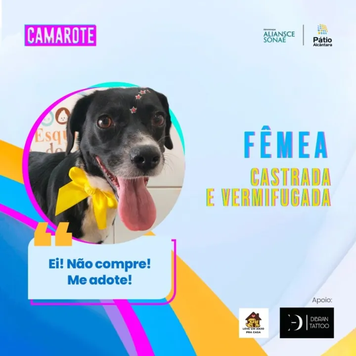 Nesta edição, 30 animais resgatados vão estar disponíveis nos perfis do Pátio Alcântara