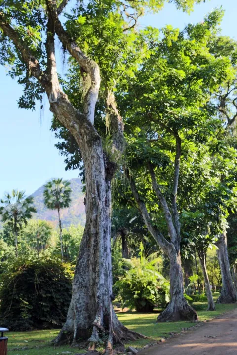 Andiroba, no Jardim Botânico